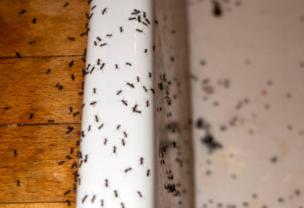 Best Pest Inspection Near Me  in Farley, KY